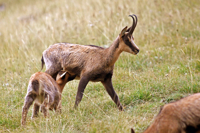 Camoscio d''Abruzzo Rupicapra pyrenaica ornata